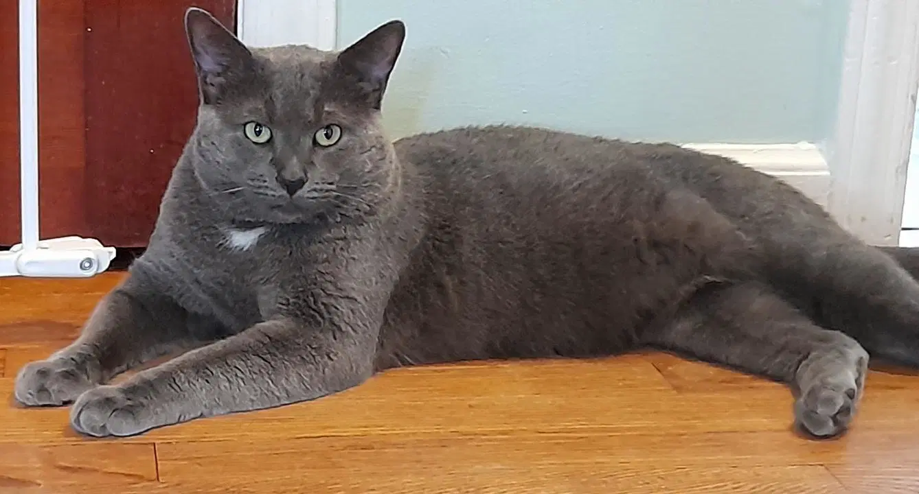 Prince - Domestic Short Hair