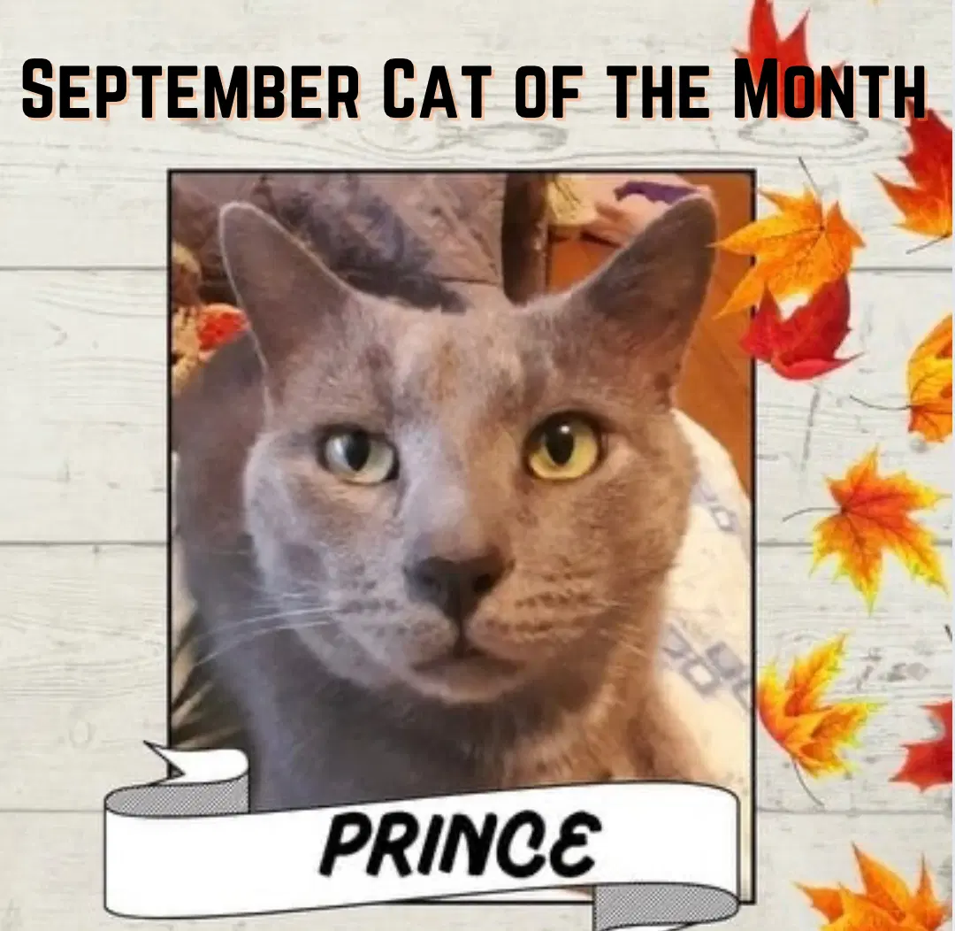 Prince image 2