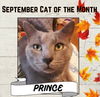 adoptable Cat in Rockaway, NJ named Prince