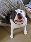 adoptable Dog in rockaway, NJ named Sadie Ohio