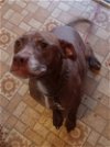 adoptable Dog in rockaway, NJ named Coco Ohio