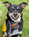 adoptable Dog in  named Fred GCH