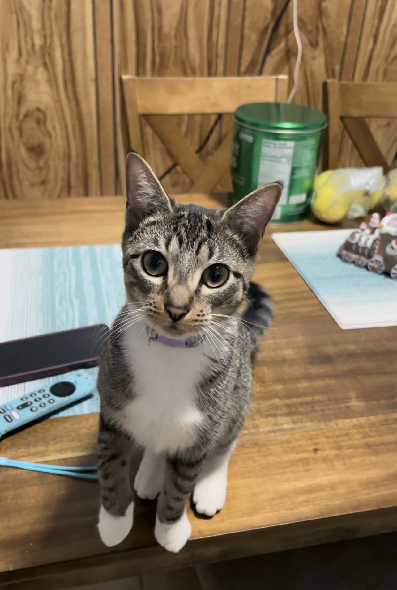 adoptable Cat in Rockaway, NJ named Lilith RM KITTEN