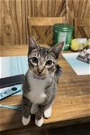 adoptable Cat in , NJ named Lilith RM KITTEN