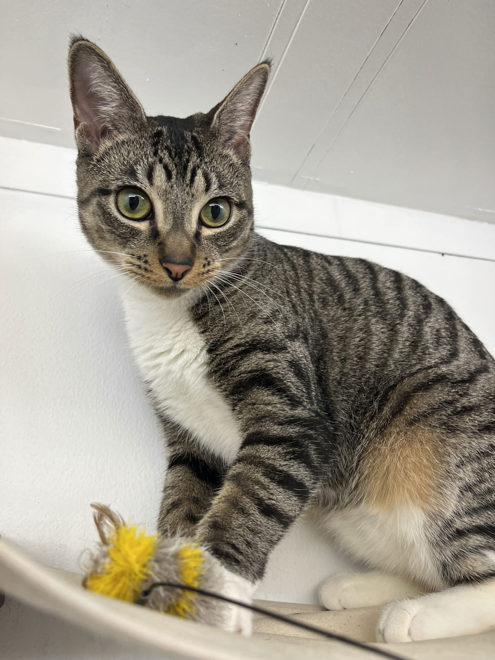 adoptable Cat in Rockaway, NJ named Lilith RM