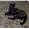 adoptable Cat in rockaway, NJ named Stella