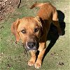 adoptable Dog in rockaway, NJ named Chenille Barkville