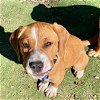 adoptable Dog in rockaway, NJ named Chiffon Barkville