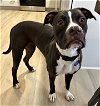 adoptable Dog in rockaway, NJ named Leela Barkville