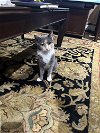 adoptable Cat in rockaway, NJ named Penny
