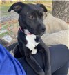 adoptable Dog in , NJ named Jitterbug Lonestar