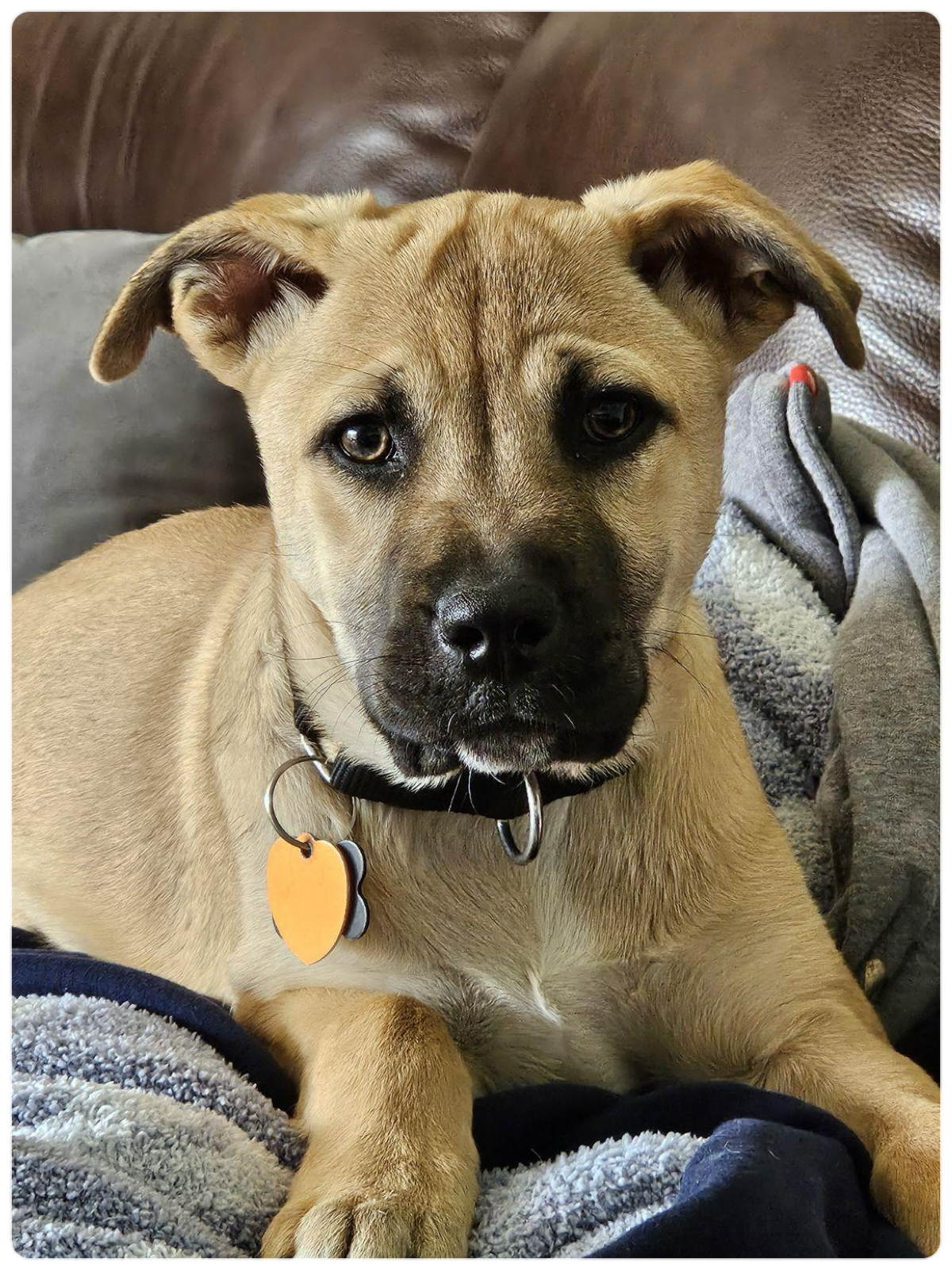 adoptable Dog in Rockaway, NJ named Dingo Lonestar