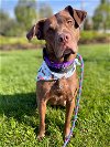 adoptable Dog in , NJ named Lexie Wilson SCAS