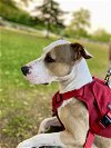 adoptable Dog in randolph, NJ named XP - Ace NJ