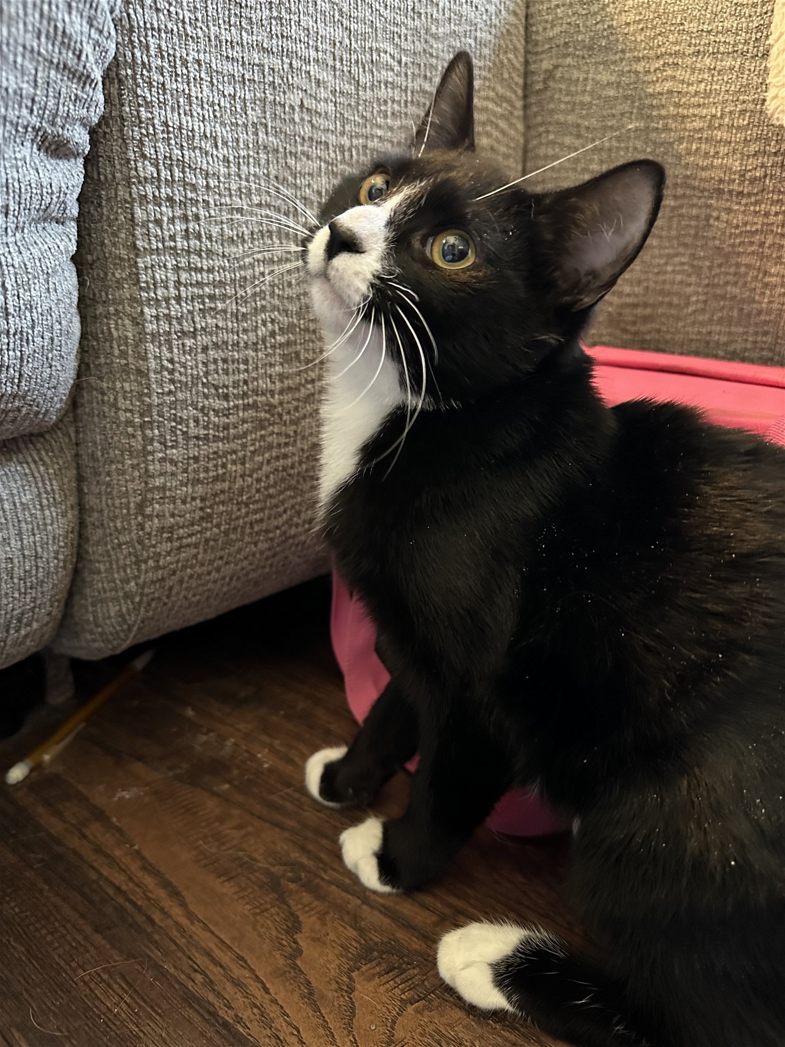 adoptable Cat in Rockaway, NJ named Lilly KITTEN