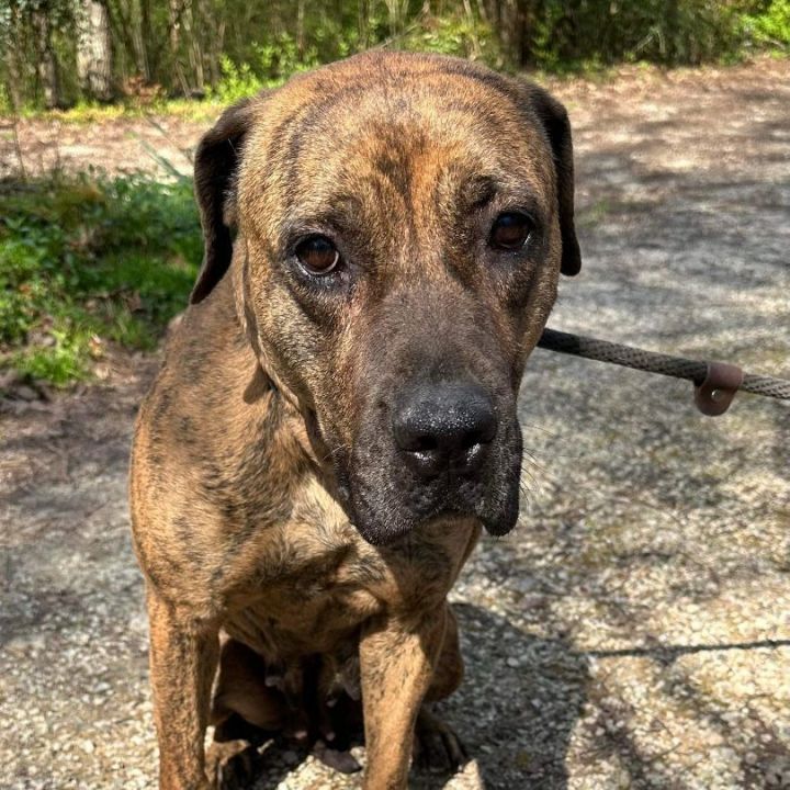 adoptable Dog in Rockaway, NJ named Paisley MASTIFF Barkville