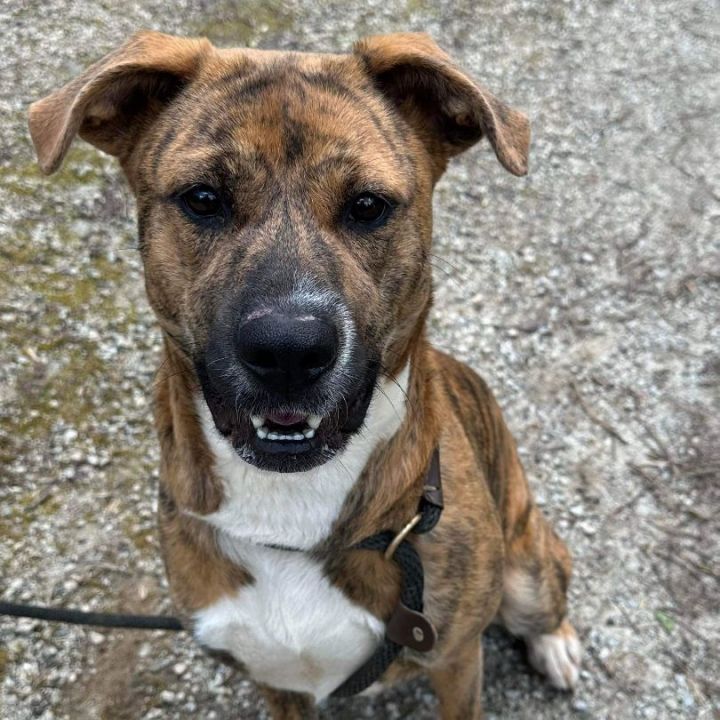 adoptable Dog in Rockaway, NJ named Regan Barkville