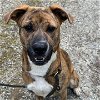 adoptable Dog in rockaway, NJ named Regan Barkville