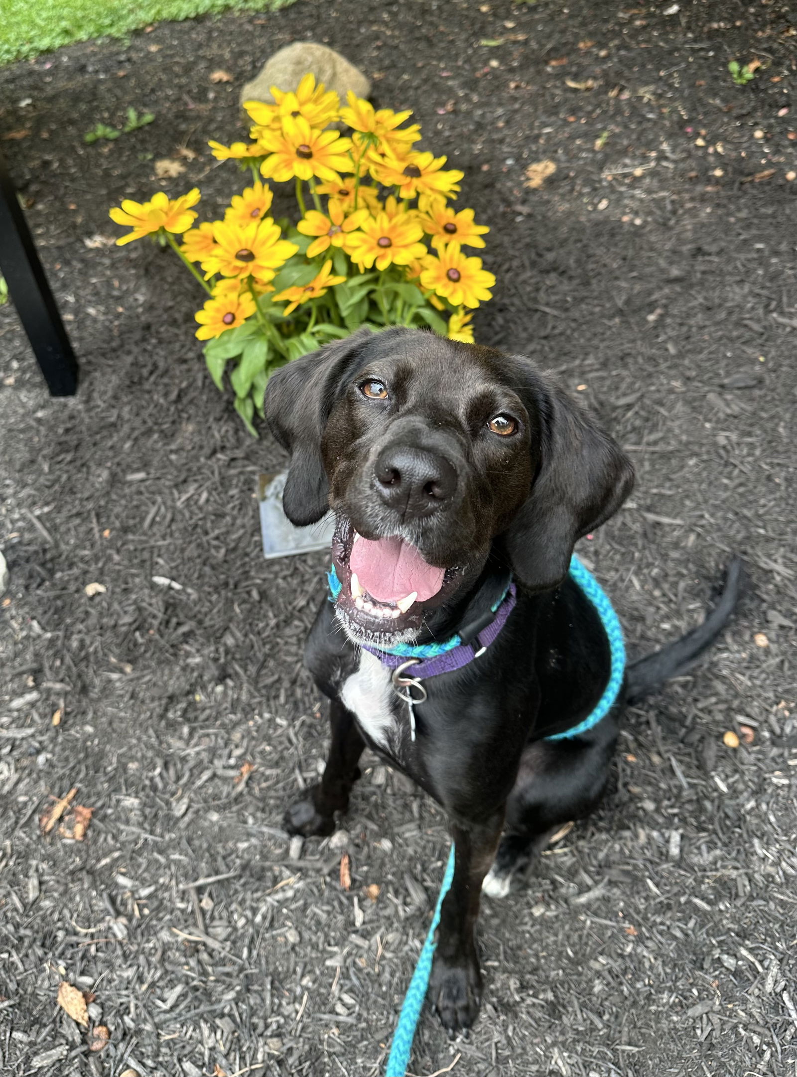 adoptable Dog in Rockaway, NJ named Paisley SCAS