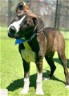 adoptable Dog in rockaway, NJ named Toby SCAS