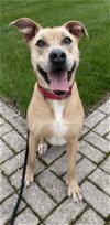 adoptable Dog in rockaway, NJ named Kiya Lizman