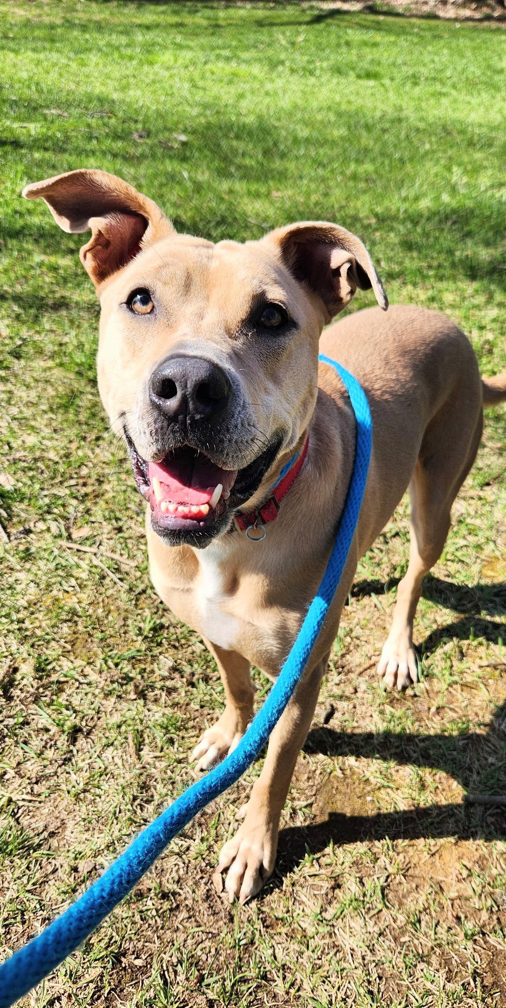 adoptable Dog in Rockaway, NJ named Kiya Lizman