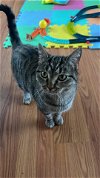 adoptable Cat in rockaway, NJ named Echo KITTEN