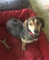 adoptable Dog in , NJ named Kyra Lonestar