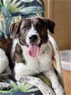 adoptable Dog in rockaway, NJ named Gidget Lonestar