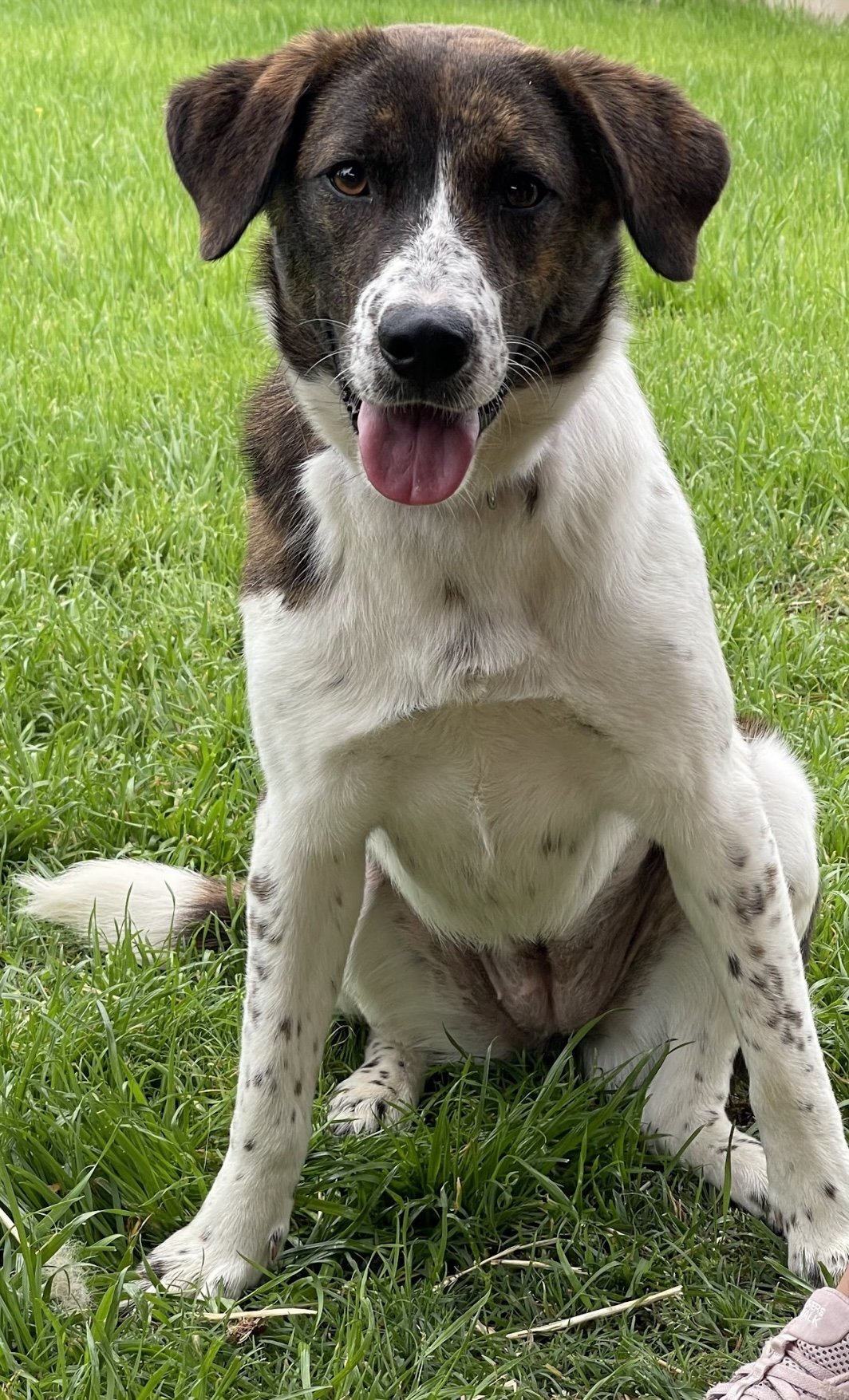 adoptable Dog in Rockaway, NJ named Gidget Lonestar