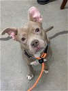 adoptable Dog in rockaway, NJ named Diamond NJ