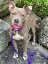 adoptable Dog in rockaway, NJ named Diamond NJ