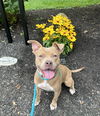 adoptable Dog in Rockaway, NJ named Diamond NJ