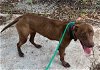 adoptable Dog in  named Duncan Louisiana