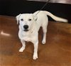 adoptable Dog in rockaway, NJ named Dodger Louisiana