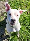 adoptable Dog in rockaway, NJ named Hope SCAS