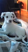adoptable Dog in rockaway, NJ named Binx