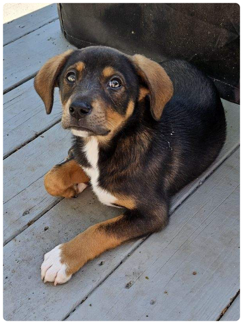 adoptable Dog in Randolph, NJ named Binx's Smores