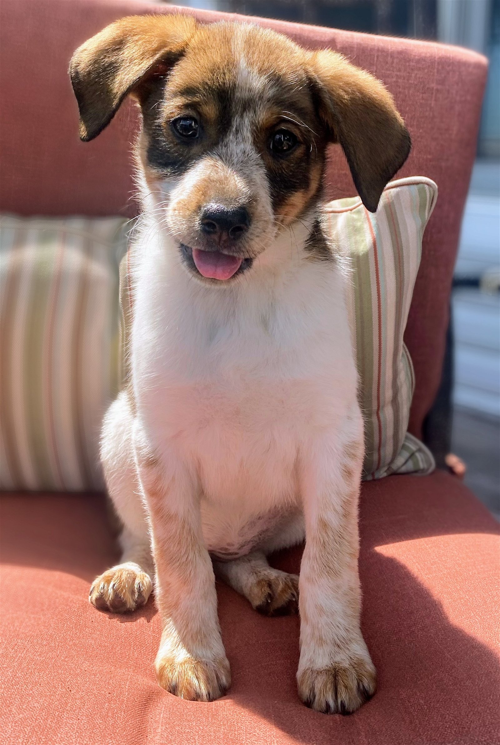 adoptable Dog in Rockaway, NJ named Binx's Minnie