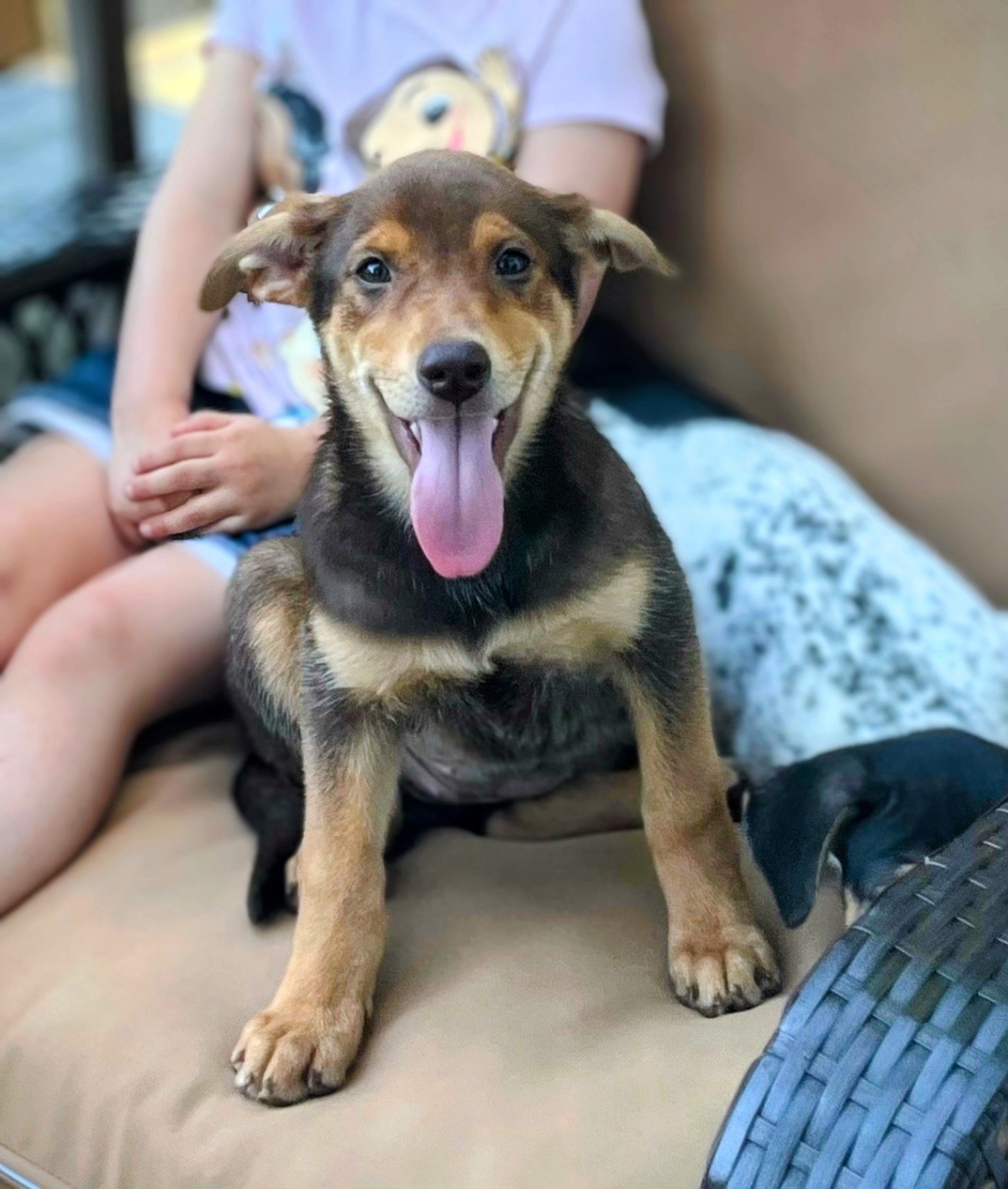 adoptable Dog in Randolph, NJ named Binx's Jazzy