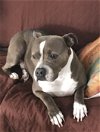 adoptable Dog in randolph, NJ named XP - Jasmine SENIOR