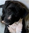 adoptable Dog in rockaway, NJ named Boyd Lonestar