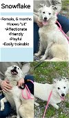 adoptable Dog in  named Snowflake Steele
