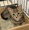 adoptable Cat in rockaway, NJ named Candy KITTEN