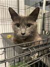 adoptable Cat in rockaway, NJ named Daphne RM