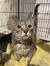 adoptable Cat in rockaway, NJ named Dakota RM