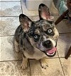 adoptable Dog in randolph, NJ named XP Silas - Budd Lake, NJ