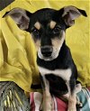 adoptable Dog in rockaway, NJ named Roxi Lonestar