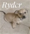 Ryder Lowrider Lonestar