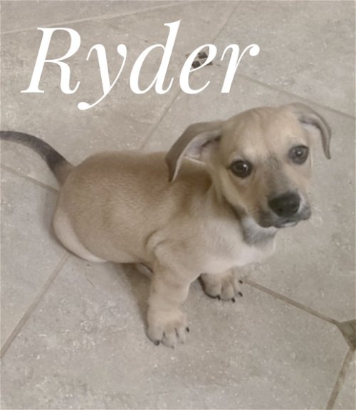 Ryder Lonestar